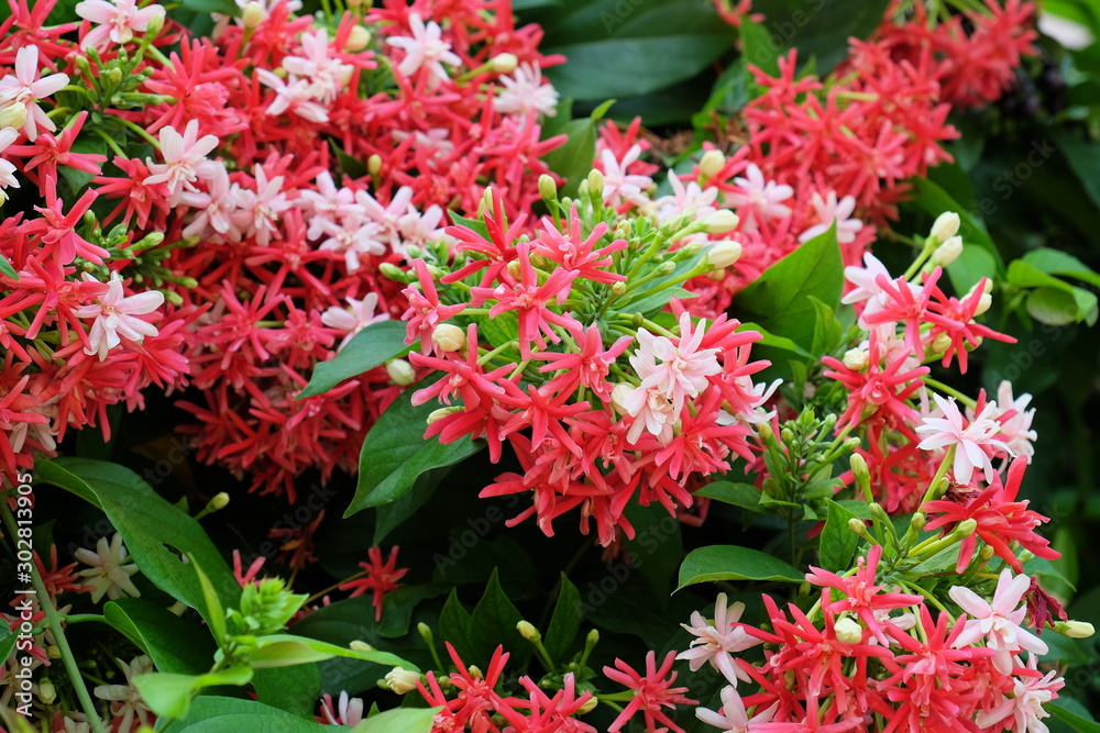 Colorful flowers in the garden.flower blooming.Beautiful flowers in the garden.	