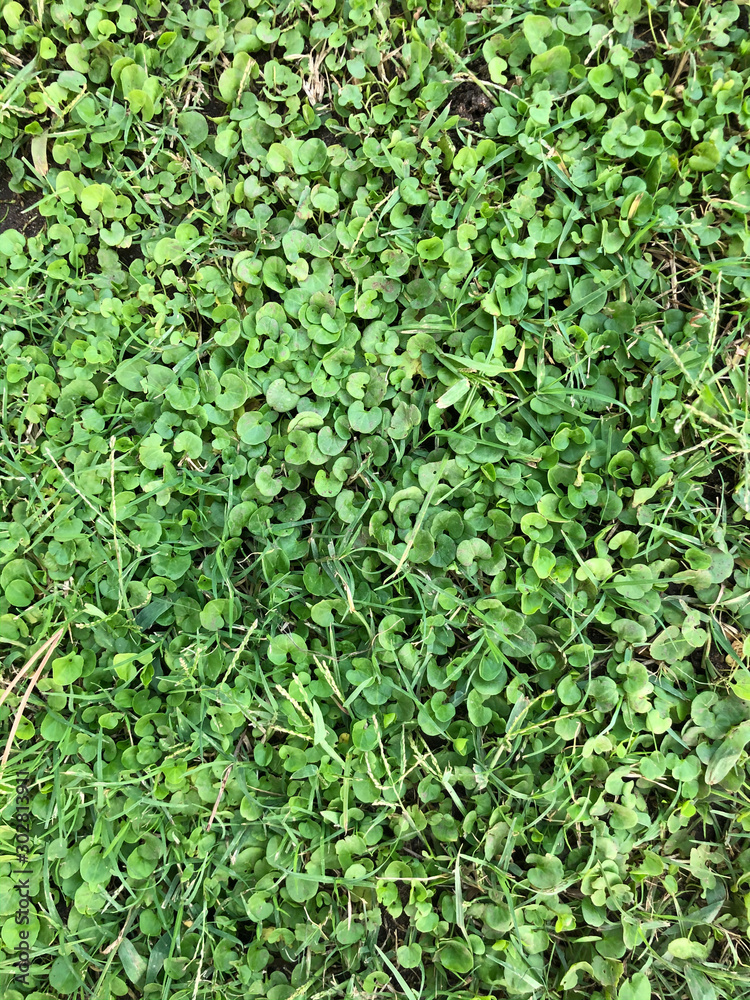 Trees grass leaves greenery background texture Trees grass leaves greenery background texture