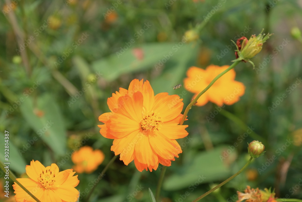 Beautiful flowers in the garden Blooming in the summer.Landscaped Formal Garden. Beautiful flowers in the garden Blooming in the summer.Landscaped Formal Garden.