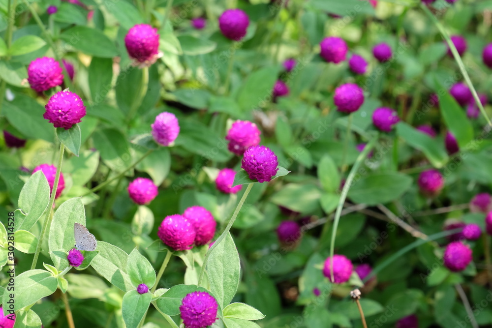 Colorful flowers in the garden.flower blooming.Beautiful flowers in the garden. Colorful flowers in the garden.flower blooming.Beautiful flowers in the garden.