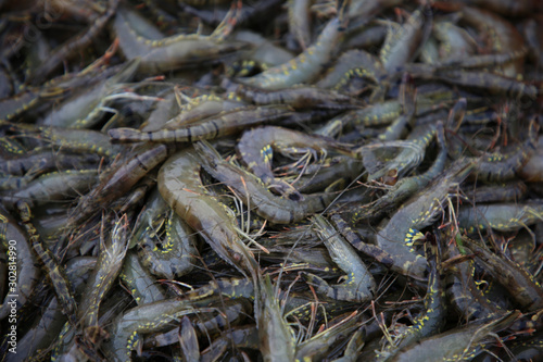 Close up fresh shrimp, animal water economy form top view ready for sale to local market