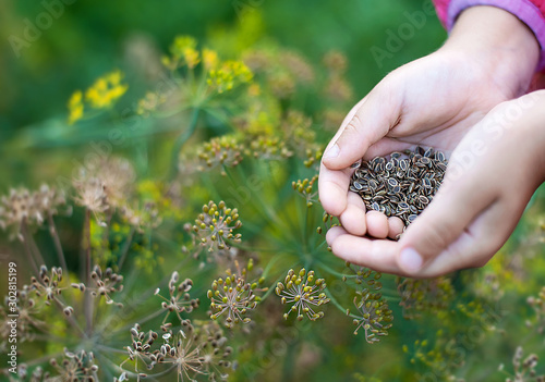 Ripe brown dill seeds in a child's hand for planting and obtaining green plants. Close up. Fennel flowers. Outdoors. The concept of environmentally friendly rural settlements and organic  products