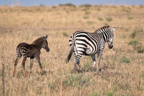 Rare zebra foal with polka dots  spots  instead of stripes  named Tira after the guide who first saw her  with its mother. Image taken in the Masai Mara National Park in Kenya.