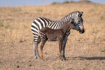 Fototapete Zebra Geflecktes Zebrafohlen Tira mit Mutter  © Lori Labrecque