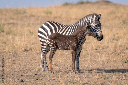 Rare zebra foal with polka dots (spots) instead of stripes, named Tira after the guide who first saw her, with its mother. Image taken in the Masai Mara National Park in Kenya.