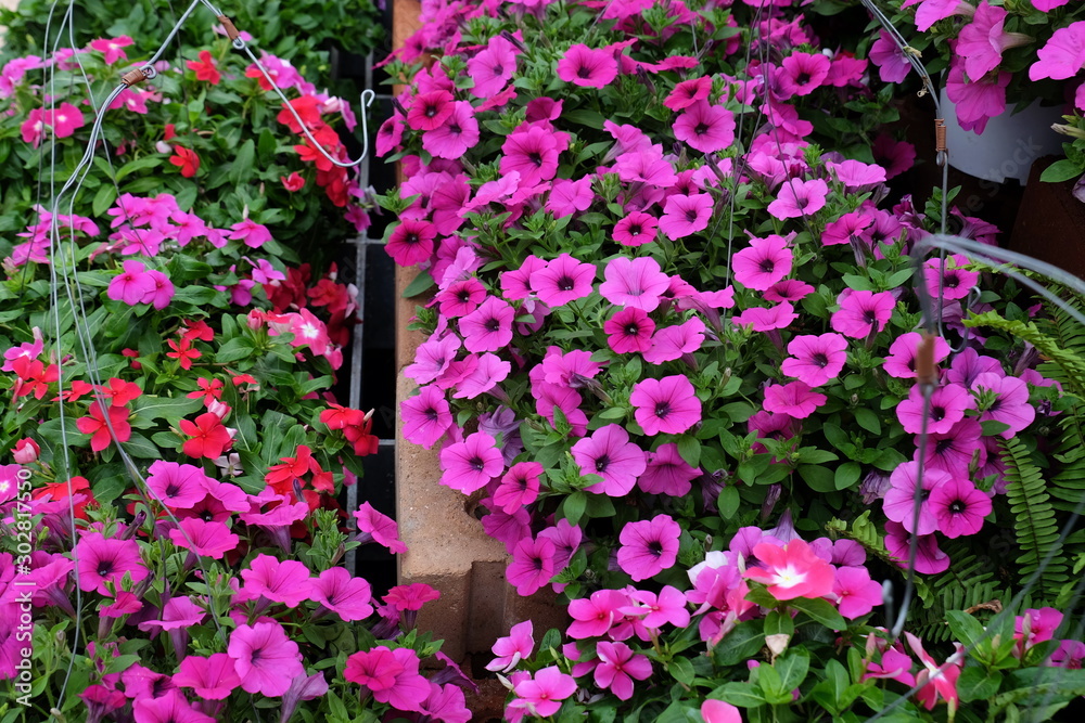 Beautiful flowers in the garden Blooming in the summer.Landscaped Formal Garden.	