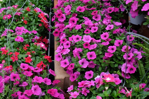 Beautiful flowers in the garden Blooming in the summer.Landscaped Formal Garden. 