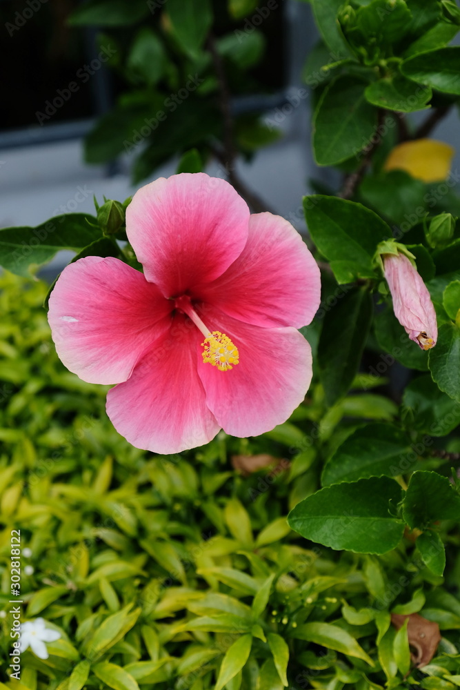 Colorful hibiscus flowers blooming in the garden Colorful hibiscus flowers blooming in the garden
