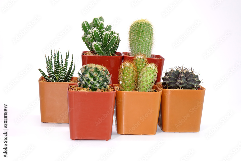 Group of Cactus in pot isolated on white background. Potted ornamental plants for absorb electromagnetic radiation from computer in office, ecosystem friendly office and healthy environment concepts. Group of Cactus in pot isolated on white background. Potted ornamental plants for absorb electromagnetic radiation from computer in office, ecosystem friendly office and healthy environment concepts.