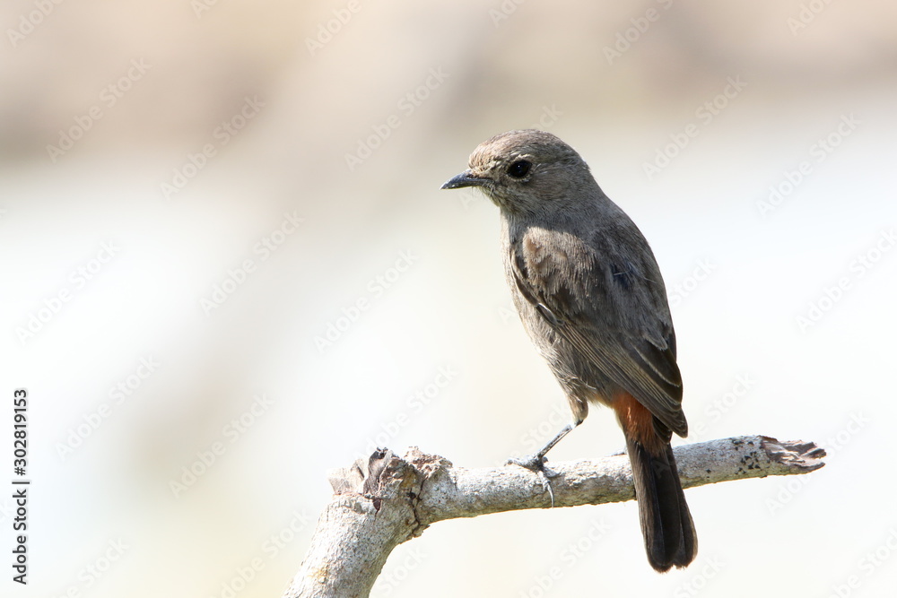 bird on a branch bird on a branch