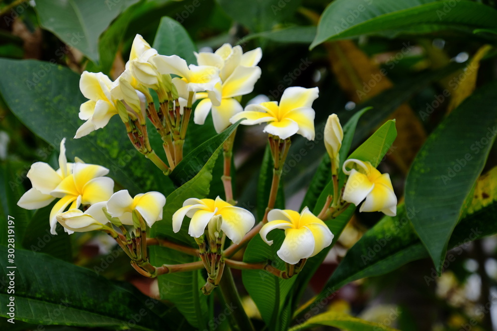 Fototapeta premium Beautiful flowers in the garden Blooming in the summer.Landscaped Formal Garden.tropical flowers blooming on tree 