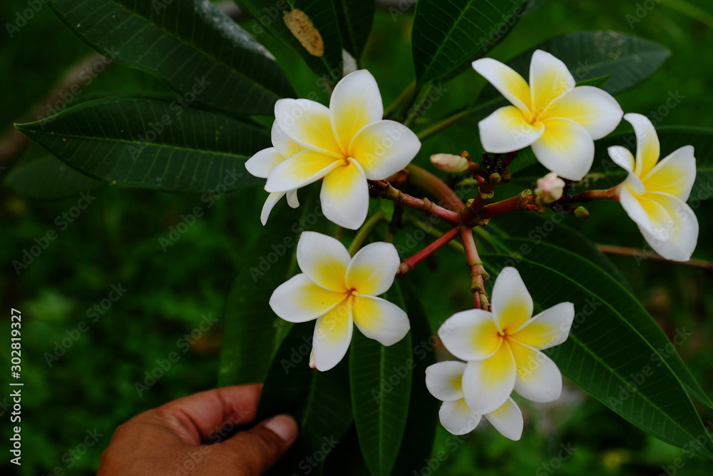 Obraz premium Beautiful colorful flowers are blooming