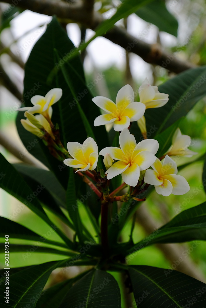 Beautiful colorful flowers are blooming Beautiful colorful flowers are blooming