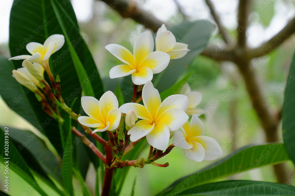 Fototapeta premium Beautiful colorful flowers are blooming