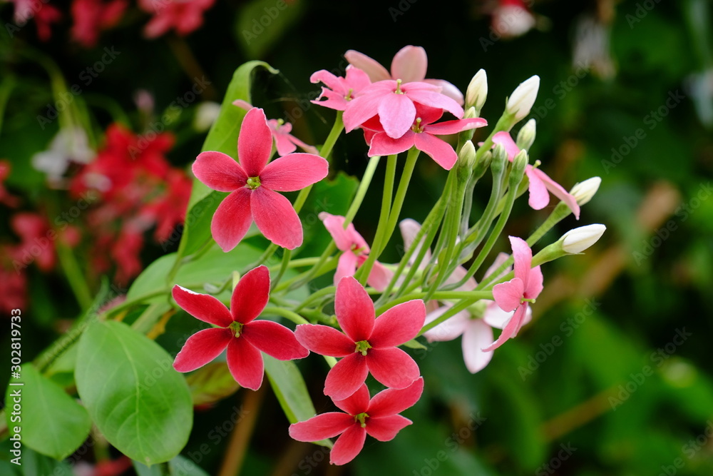 Fototapeta premium Beautiful flowers in the garden Blooming in the summer.