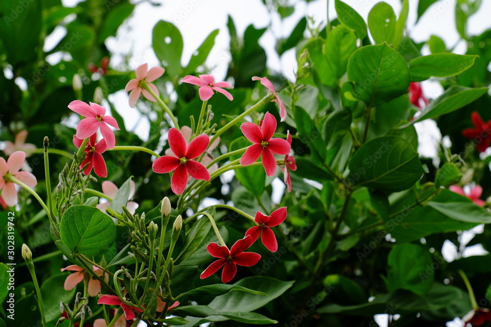 Beautiful colorful flowers are blooming,flower blooming.Beautiful flowers in the garden. Beautiful colorful flowers are blooming,flower blooming.Beautiful flowers in the garden.
