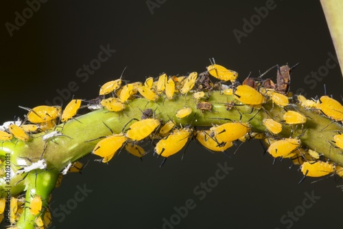 Milkweed aphids Aphis nerii on tip of Stefanotis stalk photo