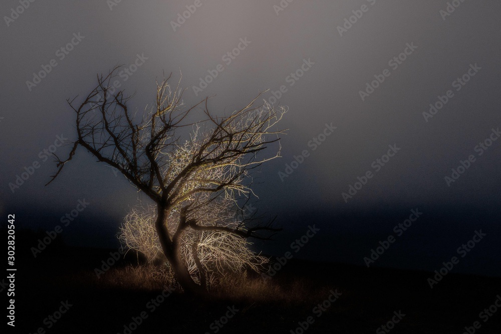 Single bare tree in the middle of a field with the fog in the background - loneliness concept - obrazy, fototapety, plakaty 