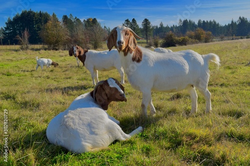 goats in pasture © Kathryn