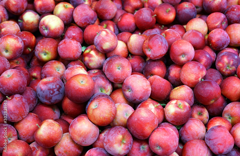Fresh picked red apples in the harvest season Fresh picked red apples in the harvest season