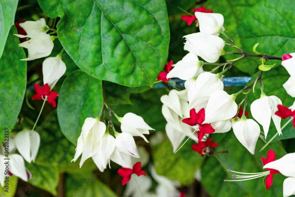 Bagflower or White Bleeding Heart or Clerodendrum thomsoniae Balf tree