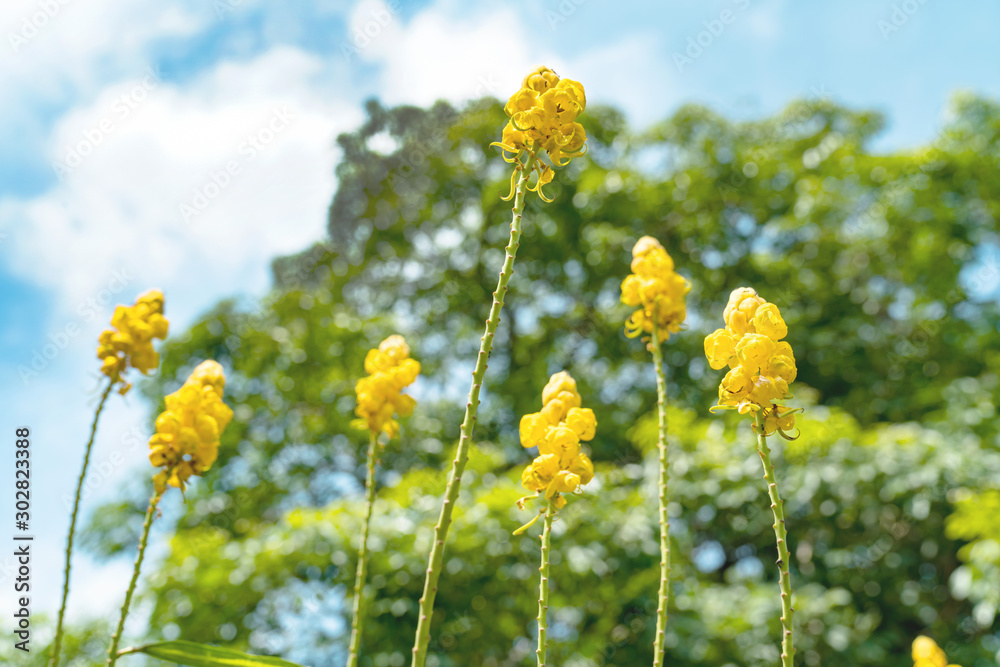 Senna alata or Candelabra bush or Acapulo flower in the garden