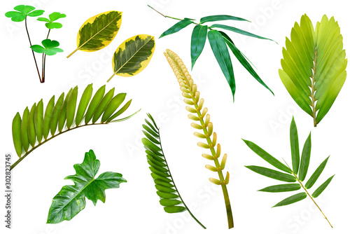 collection various of green leaves pattern for nature concept set of tropical leaf isolated on white background