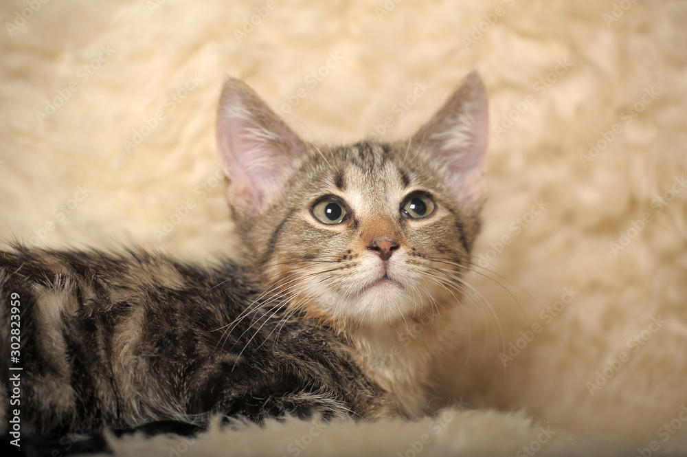 brown striped kitten on a light background of a fluffy plaid