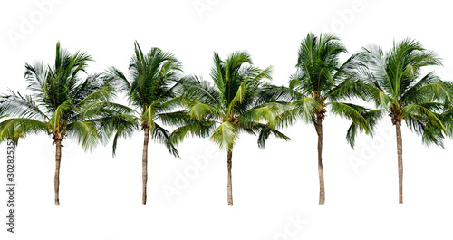 leaf coconut tree isolated on white background ,Green leaves pattern