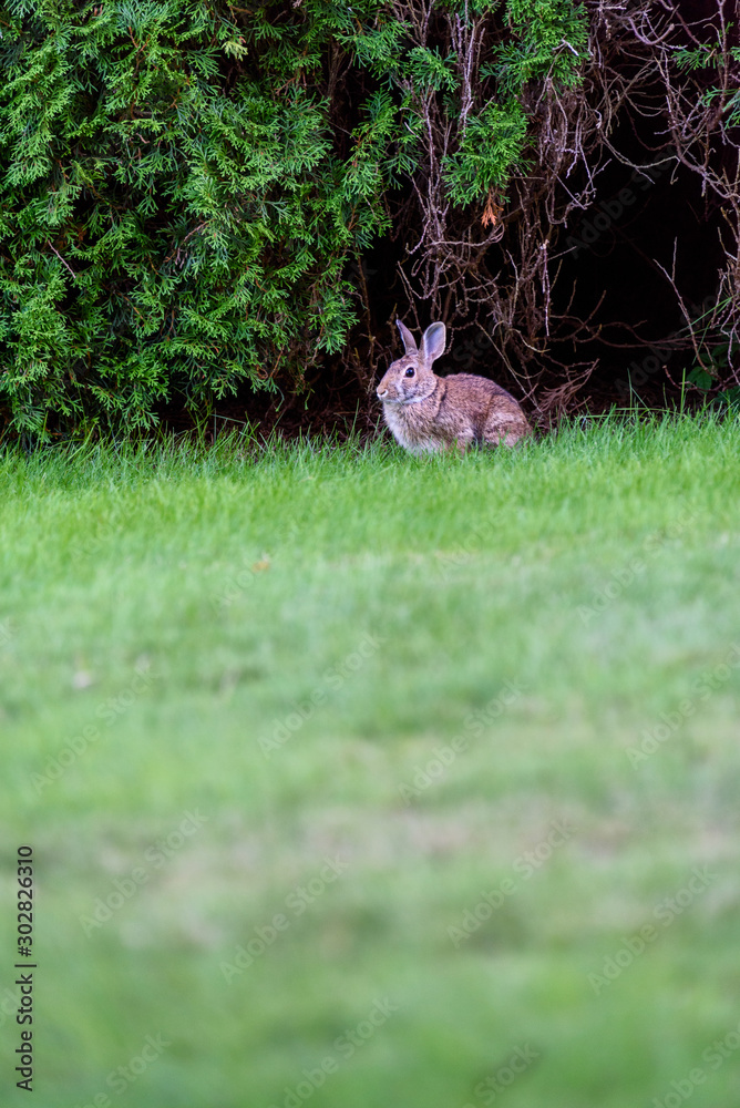 Native rabbit eating grass on a residential lawn, Kirkland, Washington, USA