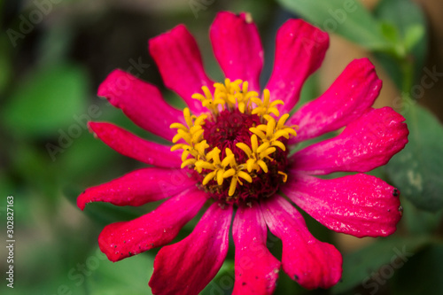 Close up of purple Zinnia flower . single Zinnia flower head in the garden