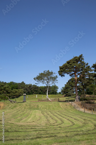 Yonggung-ri Lacebark Pine Tree in Yesan-gun, South Korea. photo