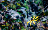 Black-eyed Susan pushing into winter is the last hold out