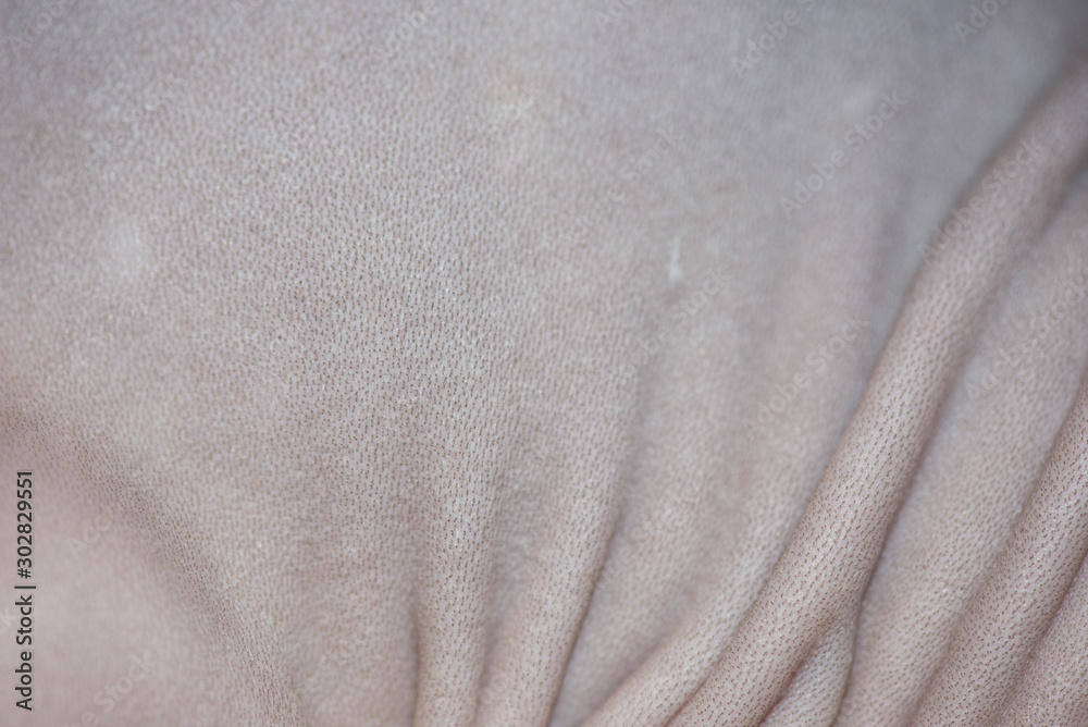 Hairless skin of the Sphinx cat close up