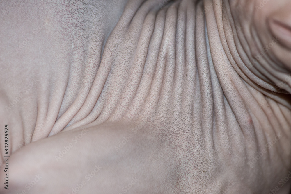 Hairless skin of the Sphinx cat close up