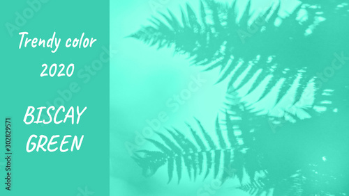 Shadow fern in biscay green color background flat lay trandy 2020 photo