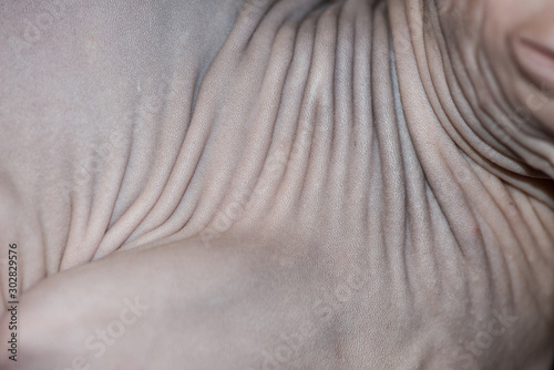 Hairless skin of the Sphinx cat close up