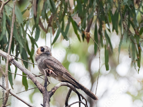 Photos The Australian Owlet-nightjar (Aegotheles chrisoptus) is small nocturnal bird found throughout Australia and also in southern New Guinea