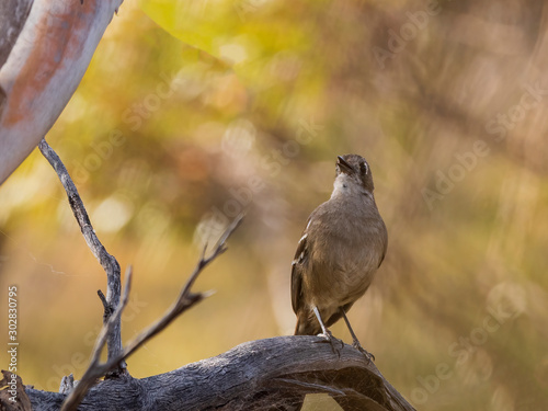 The Southern Scrub Robin is a long-legged songbird found in semi-arid parts of southern Australia. It has a very subtle dark mark through the eye and cheek. Scientific name is Drymodes brunneopygia. photo