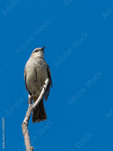 The Rufous Songlark is a mid-brown, streaked bird with a rufous rump and upper tail, pale eyebrow and pale underparts, and a dark line through its eye. Scientific name is Cincloramphus mathewsi. photo