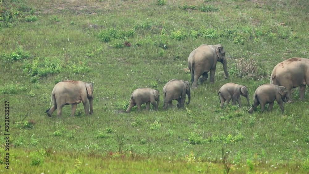 Video slow motion shot of family asian elephants walking in the meadow , animal in the wild Video slow motion shot of family asian elephants walking in the meadow , animal in the wild