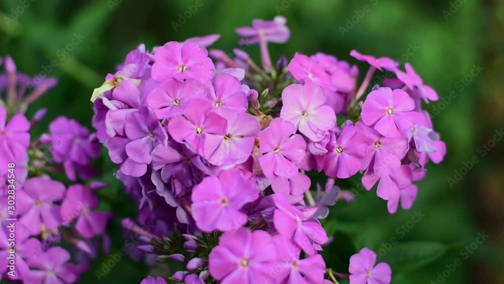 Pink flowers blooming in summer.