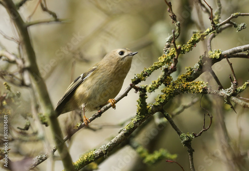 A sweet Goldcrest , Regulus regulus, perching on a lichen covered branch. Along with the Firecrest, it is the UK's smallest native bird.