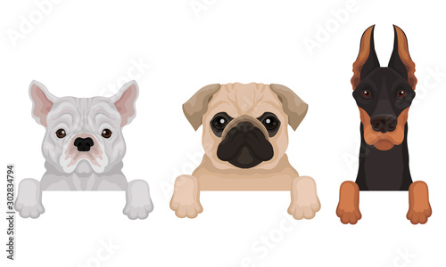 Pedigree dogs peep out. Vector illustration on a white background.