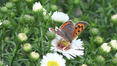butterfly small copper on white aster