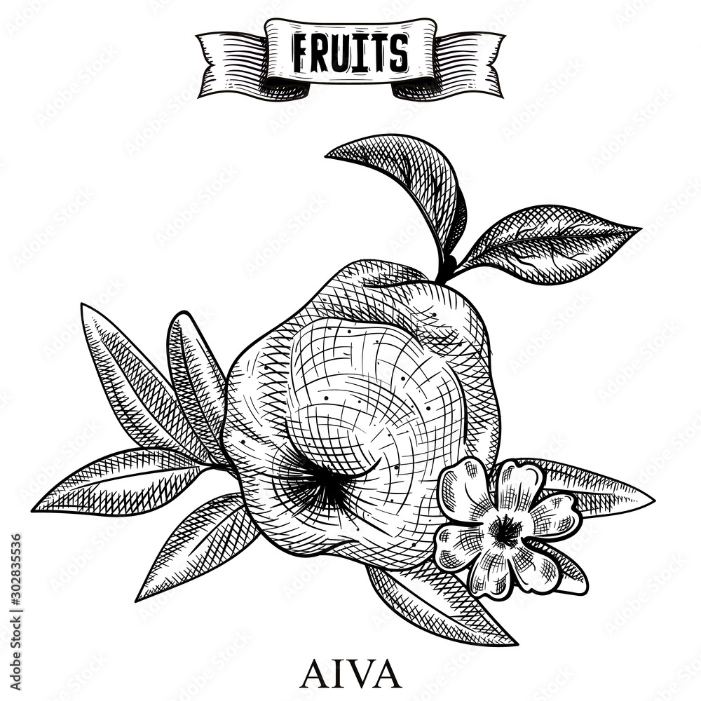 Sketch Hand Drawn Vintage Vector Artwork Of Isolated Fruit Cydonia