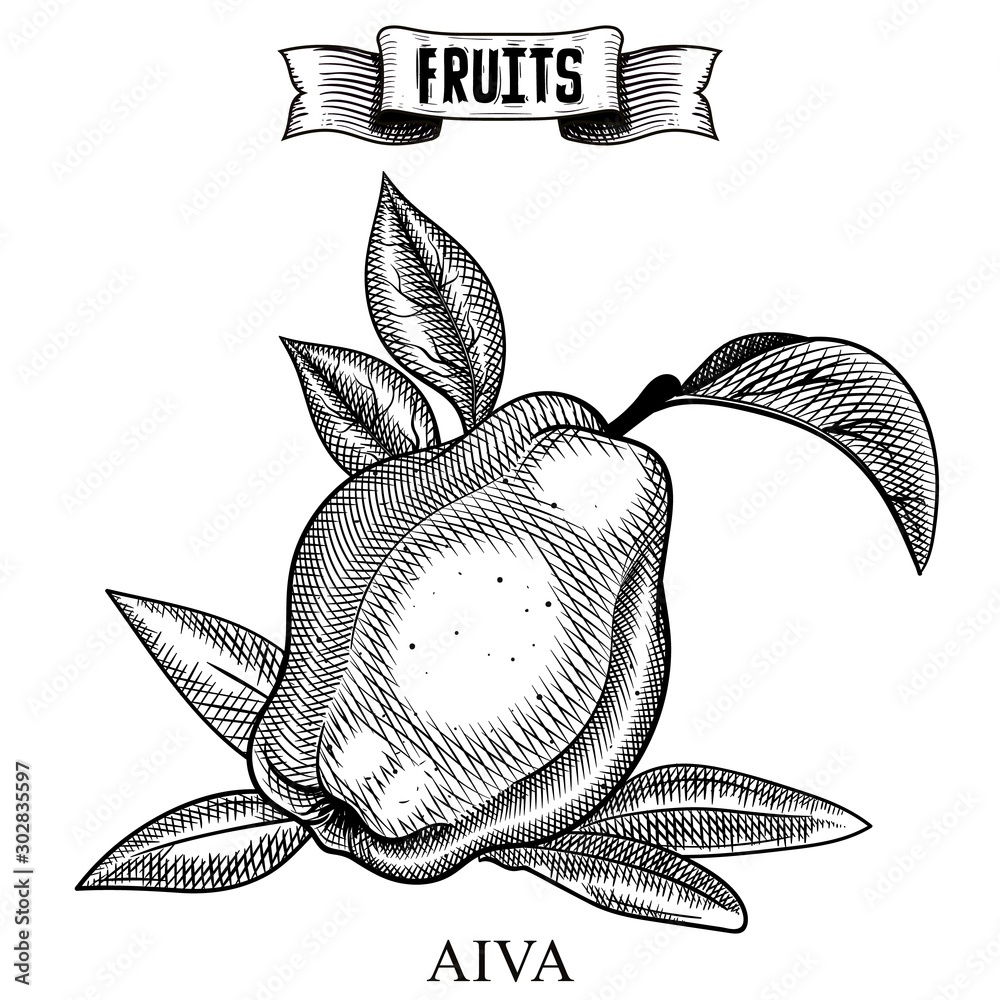 Sketch Hand Drawn Vintage Vector Artwork Of Isolated Fruit Cydonia