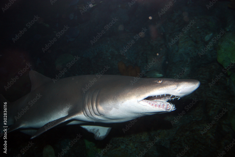 Naklejka premium Shark