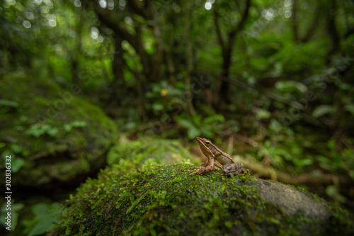 Hylarana Caesari or Maharashtra Golden-backed Frog seen at Koyna,Maharashtra,India © amit