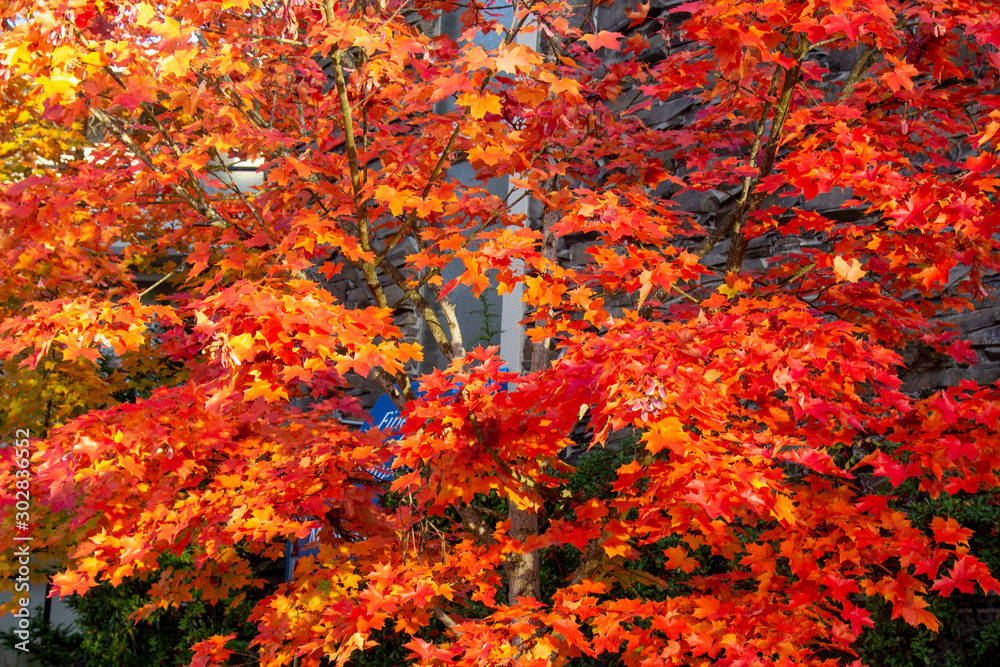 Red orange fall leaves on tree showing beautiful fall seasonal colors 3 Red orange fall leaves on tree showing beautiful fall seasonal colors 3